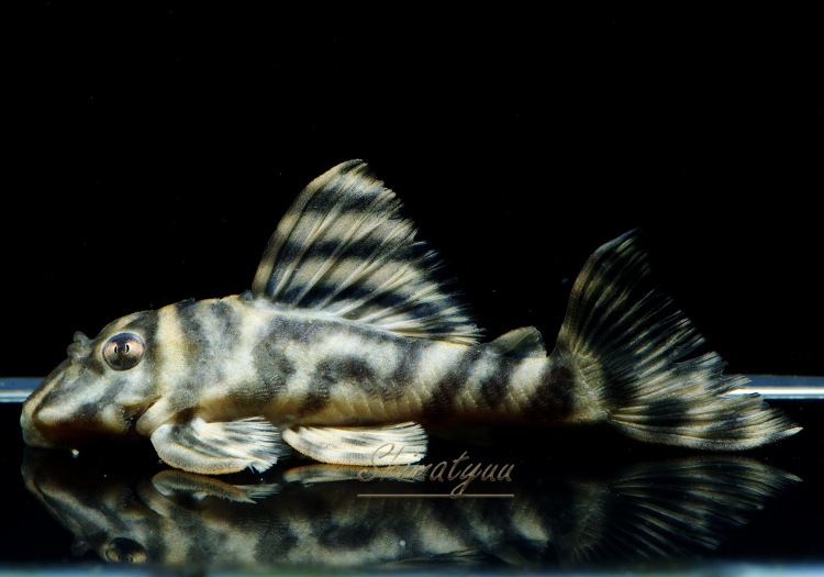 ����ʪ�����������ӥ롦�ڥ���ƥ������ȥ�����ɡ�WILD��No.15