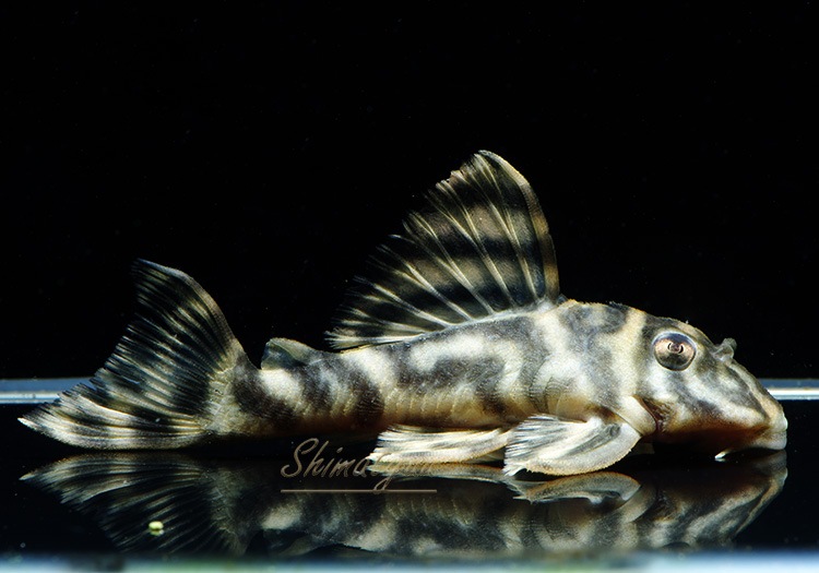 ����ʪ�����������ӥ롦�ڥ���ƥ������ȥ�����ɡ�WILD��No.15