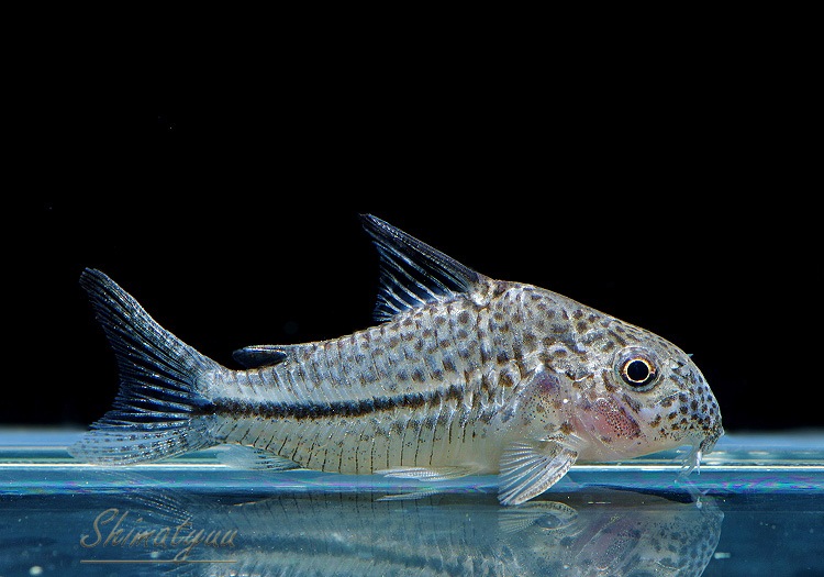 ʪã.sp.ԥѥȥꥪץʡɡWILDNo.05