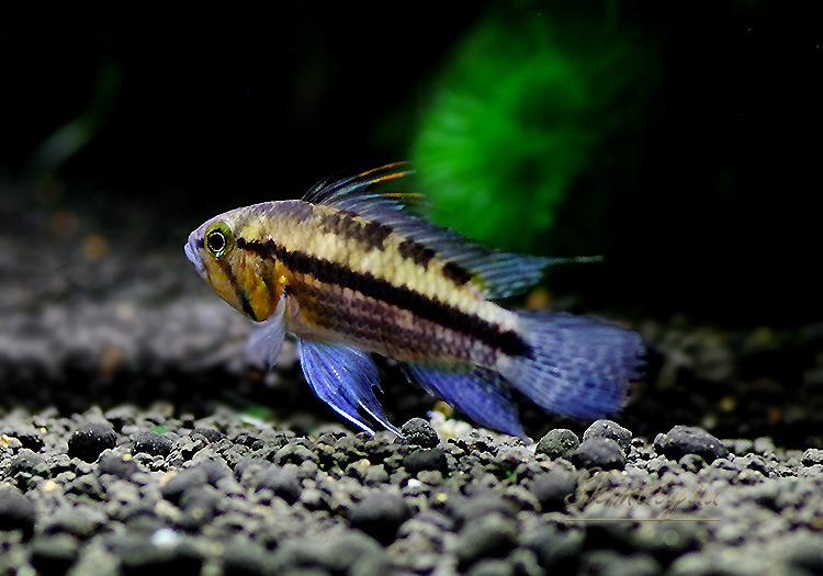 Ap �����ȥ������ǥ�������åɥե�å��塡�ףɣ̣ġ��ȥڥ롼�ɡ������У�