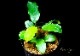 ����ʪ��Bucephalandra sp. Blue Melo ���  2020.10��No.54