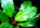 ����ʪ��Bucephalandra sp. Blue Melo ���  2020.10��No.54