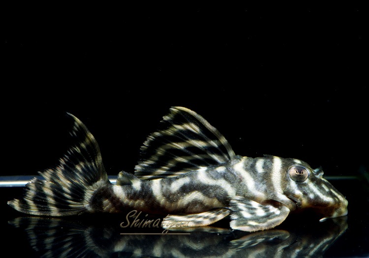 ����ʪ�����������ӥ롦�ڥ���ƥ������ȥ�����ɡ�WILD��No.16