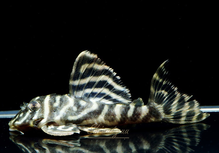 ����ʪ�����������ӥ롦�ڥ���ƥ������ȥ�����ɡ�WILD��No.16