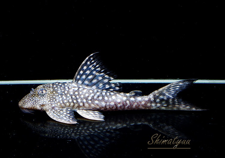 ����ʪ�����Ρ��١��롦�ڥ���ƥ�����WILD���ȥ��åѡ��ͥ����ɡ�No.03