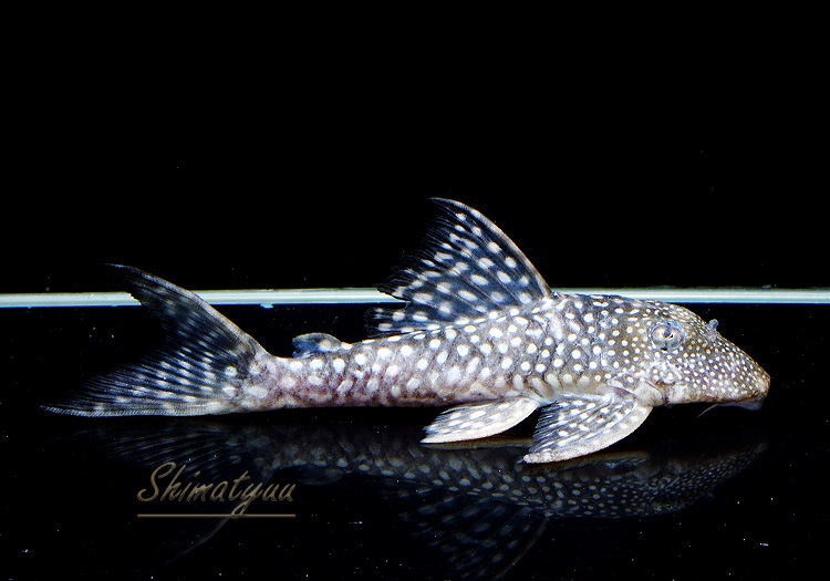 ����ʪ�����Ρ��١��롦�ڥ���ƥ�����WILD���ȥ��åѡ��ͥ����ɡ�No.03