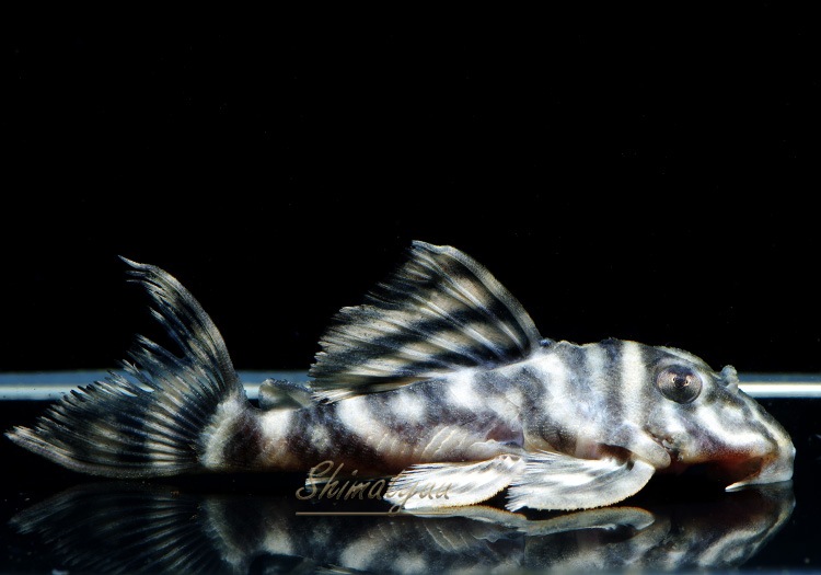 ����ʪ�����������ӥ롦�ڥ���ƥ������ȥ�����ɡ�WILD��No.17