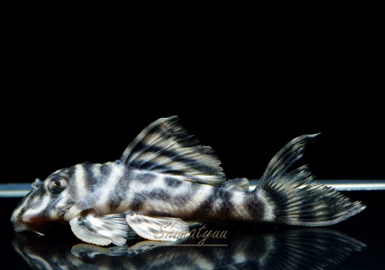 ����ʪ�����������ӥ롦�ڥ���ƥ������ȥ�����ɡ�WILD��No.17