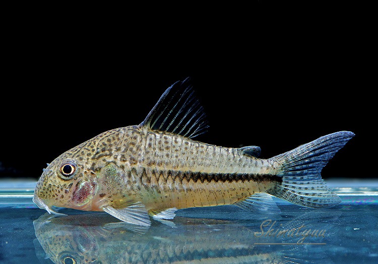 ʪã.sp.ԥѥȥꥪץʡɡWILDNo.07