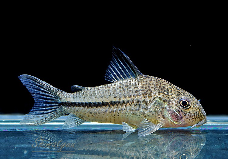 ʪã.sp.ԥѥȥꥪץʡɡWILDNo.07