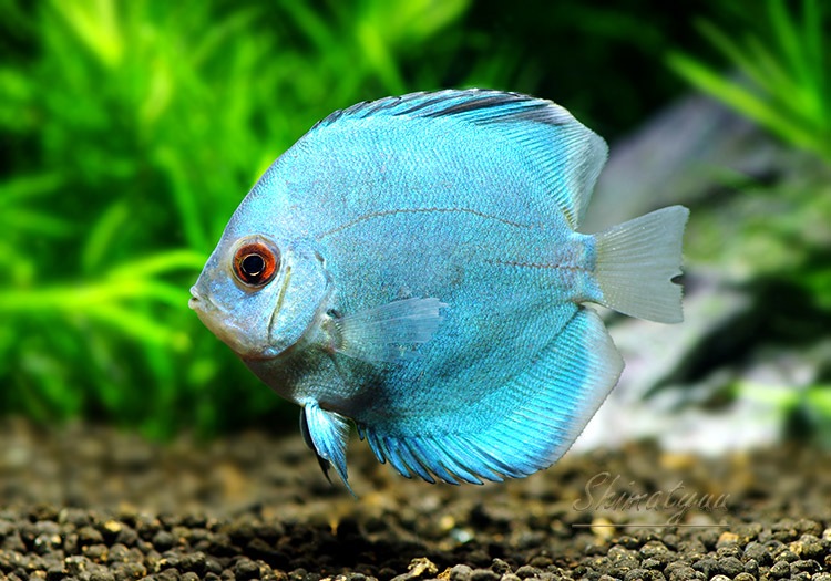 熱帯魚】 ブルーダイヤモンド・ディスカス 3匹 | ディスカス,ブリード