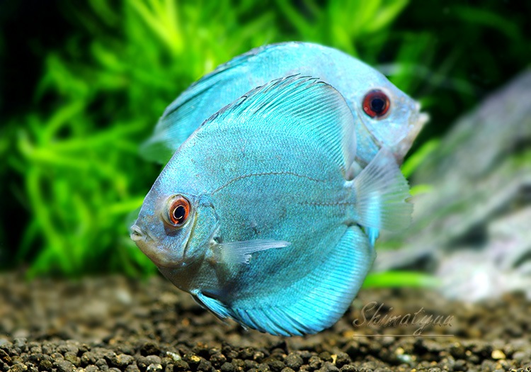 熱帯魚 ブルーダイヤモンド ディスカス 3匹 ディスカス ブリード ディスカス Aqua F東京店通販ショップ 熱帯魚 ブルーダイヤモンド ディスカス 3匹 ディスカス ブリード ディスカス Aqua F東京店通販ショップ