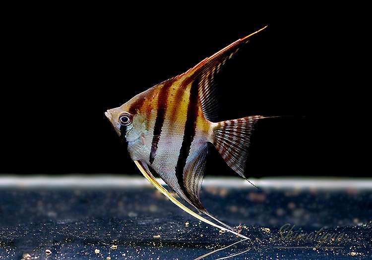 ��Ǯ�ӵ��ۡ���åɥ����������󥼥� ���󥿥����٥뻺��WILD��(LL)��3ɤ