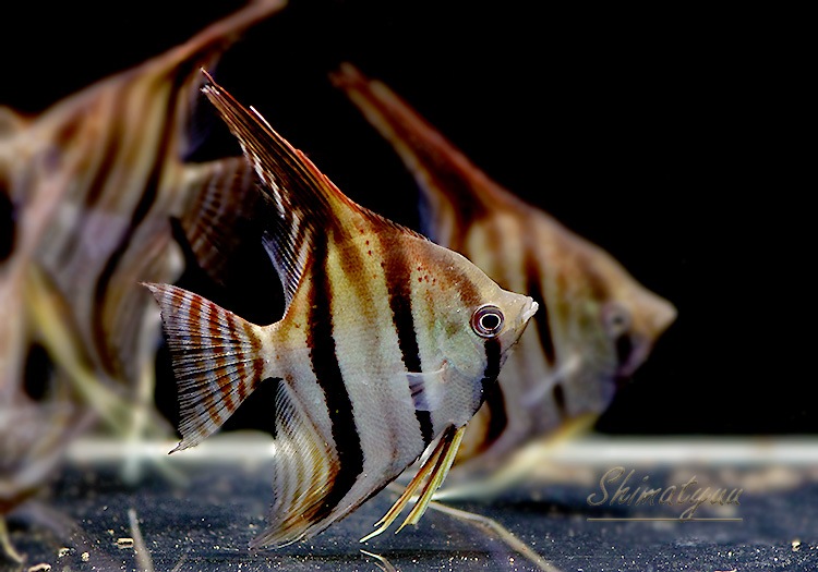 ��Ǯ�ӵ��ۡ���åɥ����������󥼥� ���󥿥����٥뻺��WILD��(LL)��3ɤ