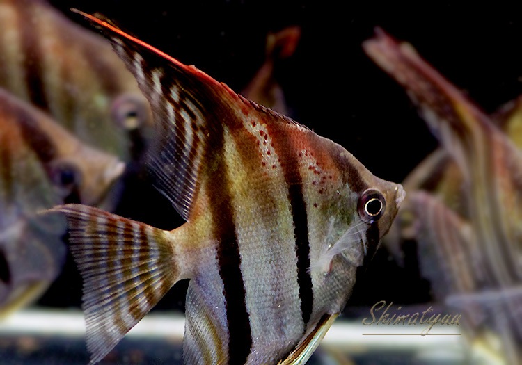 ��Ǯ�ӵ��ۡ���åɥ����������󥼥� ���󥿥����٥뻺��WILD��(LL)��3ɤ