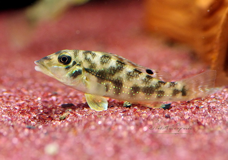 ��ȥ����륹����ԥǥ��ե����롡�ȥ饸�奢���ɡɡ�3ɤ