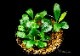 ����ʪ��Bucephalandra sp. Mini Purple ���  2020.10��No.56