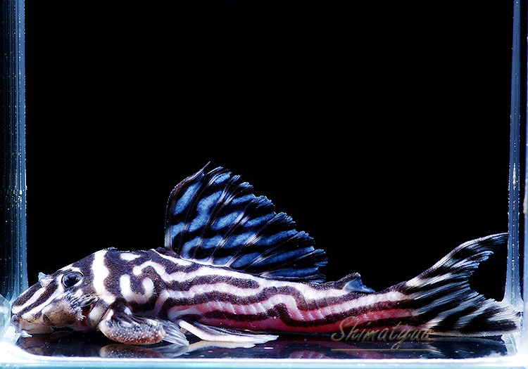 ����ʪ������ڥꥢ�를�֥顡�ȣ£����ɡ�6.0��8.5cm��ͺ2��1ɤ  ��.01