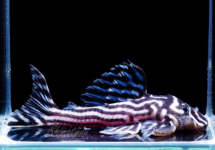 ����ʪ������ڥꥢ�를�֥顡�ȣ£����ɡ�6.0��8.5cm��ͺ2��1ɤ  ��.01