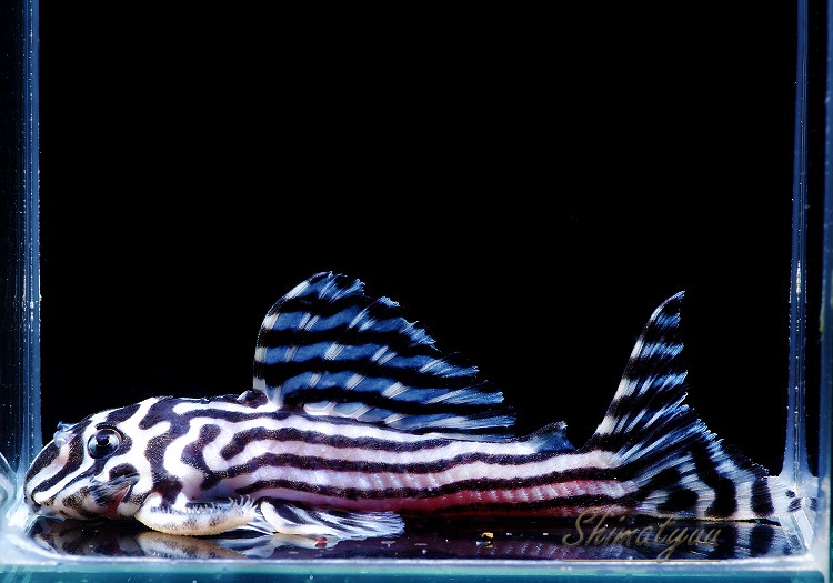 ����ʪ������ڥꥢ�를�֥顡�ȣ£����ɡ�6.0��8.5cm��ͺ2��1ɤ  ��.01