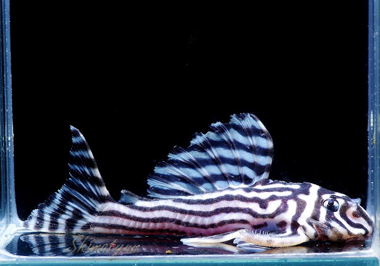 ����ʪ������ڥꥢ�를�֥顡�ȣ£����ɡ�6.0��8.5cm��ͺ2��1ɤ  ��.01