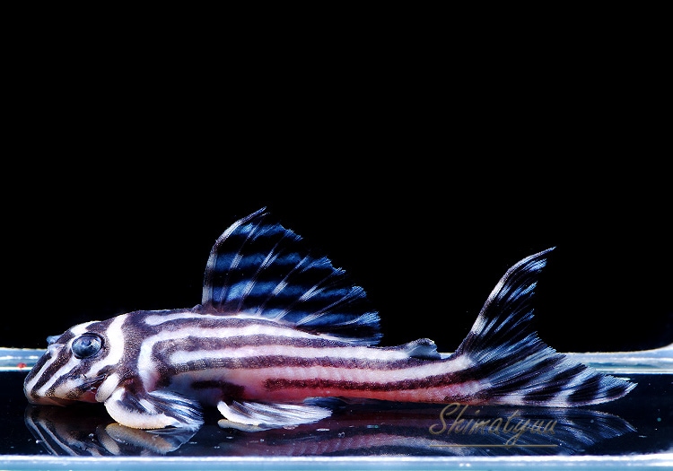 ����ʪ������ڥꥢ�를�֥顡�ȣ£����ɡ�6.0��8.5cm��ͺ2��1ɤ  ��.01