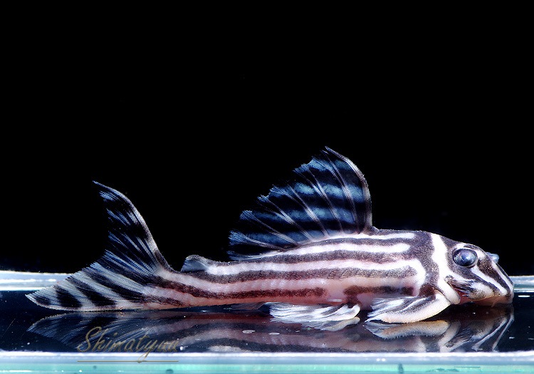 ����ʪ������ڥꥢ�를�֥顡�ȣ£����ɡ�6.0��8.5cm��ͺ2��1ɤ  ��.01