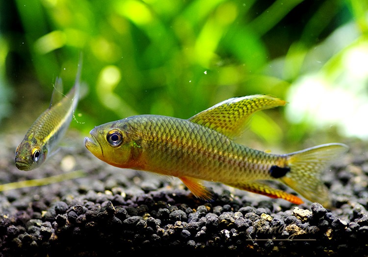 熱帯魚 セルフィンテトラ ペルー Wild 1匹 熱帯魚 カラシンwild Aqua F東京店通販ショップ 熱帯魚 セルフィンテトラ ペルー Wild 1匹 熱帯魚 カラシンwild Aqua F東京店通販ショップ