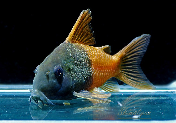 CW217 C ӡ󥳥롡Rio TomoɡWILD3ɤ