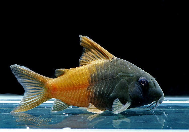 CW217 C ӡ󥳥롡Rio TomoɡWILD3ɤ