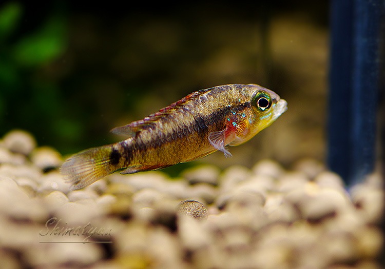 ����.sp.D39���ȥ���� �������ڥ��ɡ��ףɣ̣ġ�1Pr