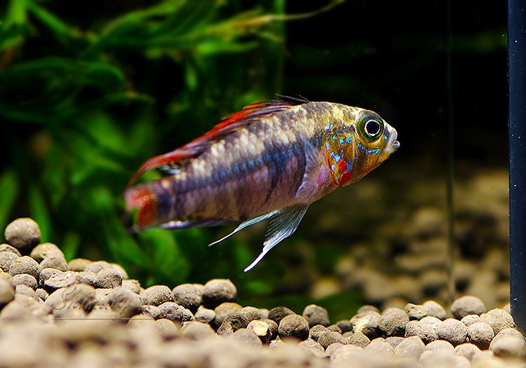 ����.sp.D39���ȥ���� �������ڥ��ɡ��ףɣ̣ġ�1Pr