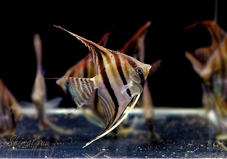 ��Ǯ�ӵ��ۡ���åɥ����������󥼥� ���󥿥����٥뻺��WILD��(LL)��1ɤ