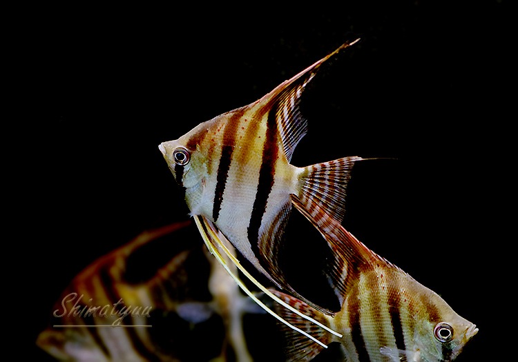 ��Ǯ�ӵ��ۡ���åɥ����������󥼥� ���󥿥����٥뻺��WILD��(LL)��1ɤ