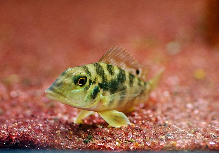 ��ȥ����륹����ԥǥ��ե����롡�ȥ饸�奢���ɡɡ�1ɤ