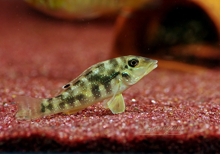 ��ȥ����륹����ԥǥ��ե����롡�ȥ饸�奢���ɡɡ�1ɤ