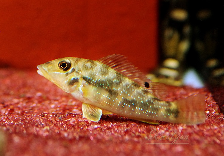 ��ȥ����륹����ԥǥ��ե����롡�ȥ饸�奢���ɡɡ�1ɤ