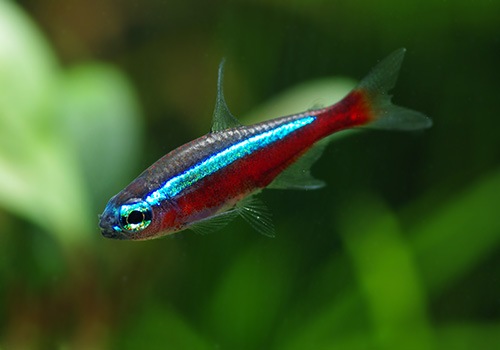 ��Ǯ�ӵ��ۡ��������ʥ�ƥȥ顡WILD���ȥꥪ���ӥ�����ɡ�5ɤ