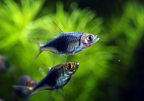 熱帯魚 ラスボラ ヘテロモルファ プラチナブルー 10匹 熱帯魚 ラスボラ コイ ローチ Aqua F東京店通販ショップ 熱帯魚 ラスボラ ヘテロモルファ プラチナブルー 10匹 熱帯魚 ラスボラ コイ ローチ Aqua F東京店通販ショップ