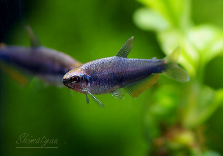 熱帯魚 スーパーブルー インパイクティスケリー 5匹 熱帯魚 カラシンｂｒeed Aqua F東京店通販ショップ