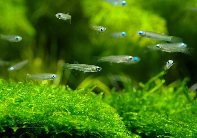 熱帯魚 アフリカン ランプアイ 10匹 熱帯魚 メダカ類 卵性メダカ Aqua F東京店通販ショップ