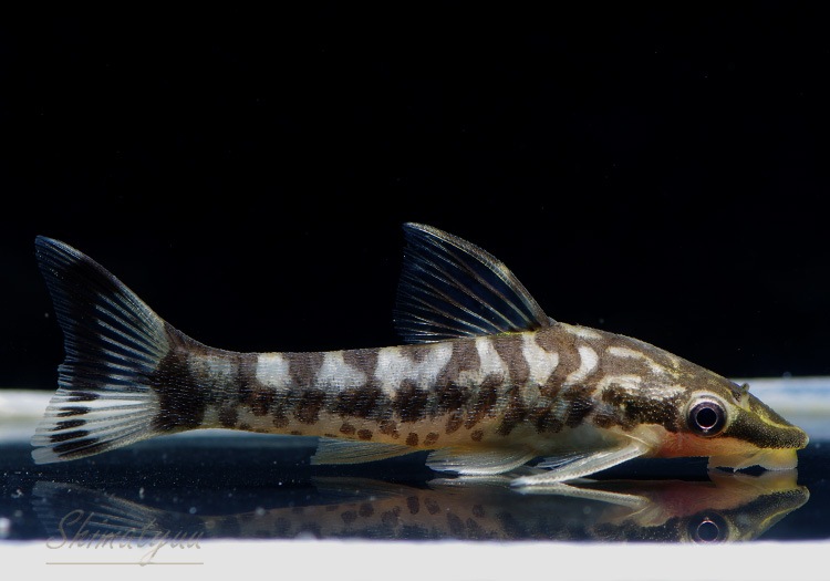30 Offアウトレットsale 熱帯魚 ニューゼブラオトシン 3匹 北海道航空便要保温 即日発送 Www Gossipears Com 30 Offアウトレットsale 熱帯魚 ニューゼブラオトシン 3匹 北海道航空便要保温 即日発送 Www Gossipears Com