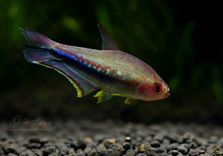 熱帯魚 レインボーテトラ Wild 3匹 熱帯魚 カラシンｗild Aqua F東京店通販ショップ