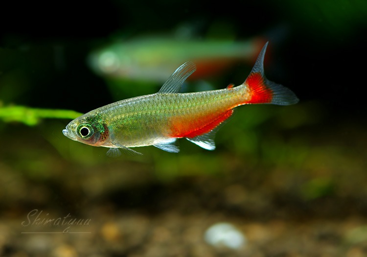 即決 熱帯魚 グリーンファイヤーテトラ 10匹セット 73 Off 即決 熱帯魚 グリーンファイヤーテトラ 10匹セット 73 Off