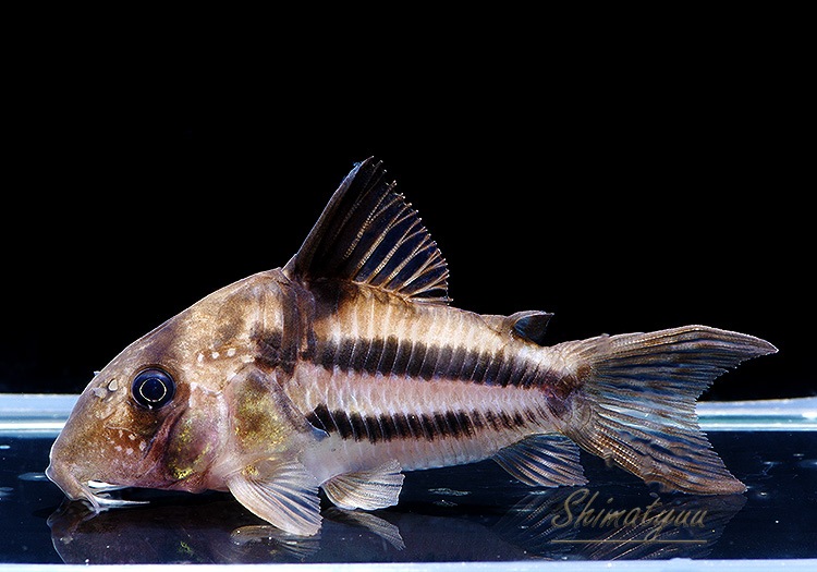 一点物 CW160 Co.sp.ヒカリ WILD “ジャカレアカンガ” No.11