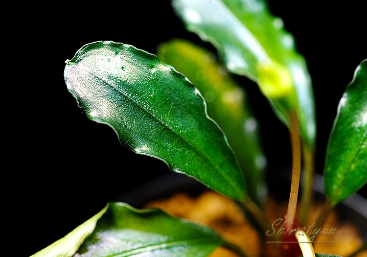 ����ʪ��Bucephalandra sp. Theia Purple ���  2020.10��No.57