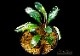����ʪ��Bucephalandra sp. Theia Purple ���  2020.10��No.57