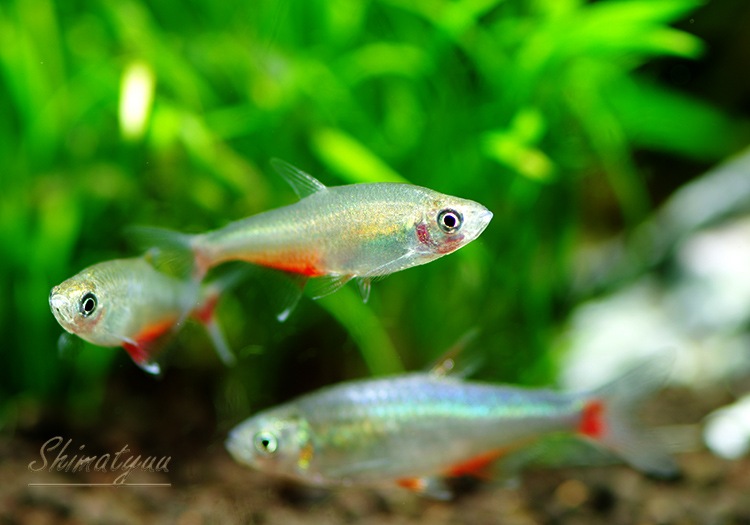 熱帯魚】 ブラッドフィン テトラ WILD 1匹 | 熱帯魚,カラシンWild 熱帯魚】 ブラッドフィン テトラ WILD 1匹 | 熱帯魚,カラシンWild