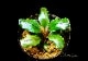 ����ʪ��Bucephalandra sp. Blue Purple ���  2020.7��No.58
