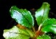 ����ʪ��Bucephalandra sp. Blue Purple ���  2020.7��No.58